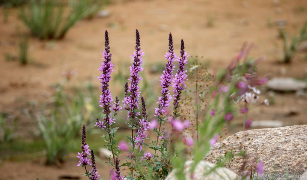 Jardin en bordure de pinède à Seignosse