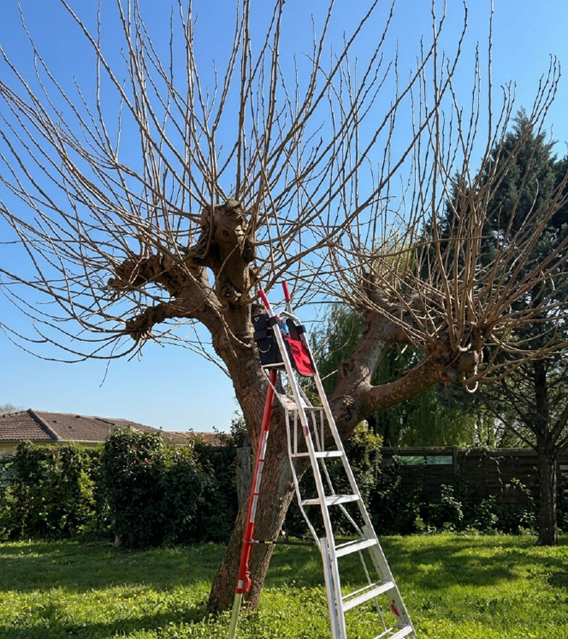 Taille d'arbres platanes à Saubusse