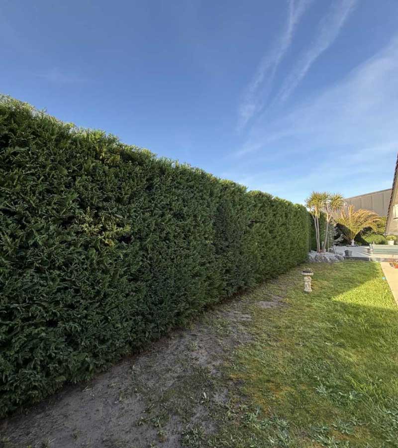 Entretien de jardin et de haies Cyprès Leylandii à Saint-Vincent-de-Tyrosse