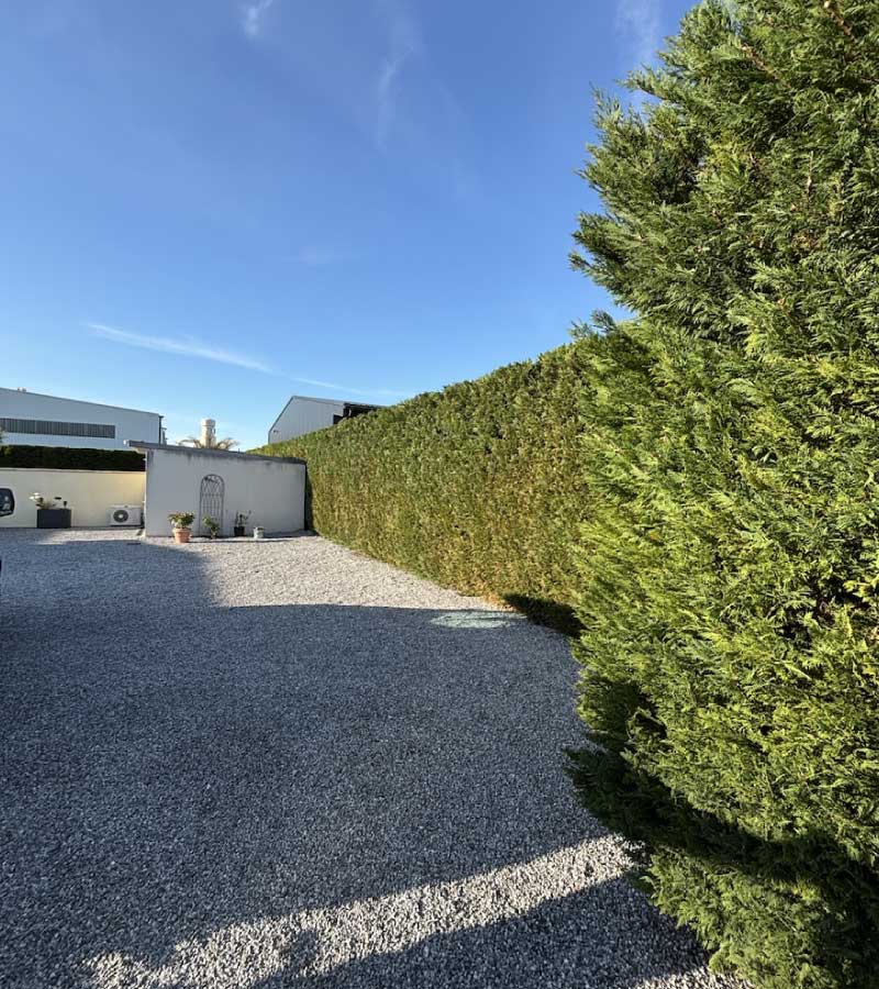Entretien de jardin et de haies Cyprès Leylandii à Saint-Vincent-de-Tyrosse