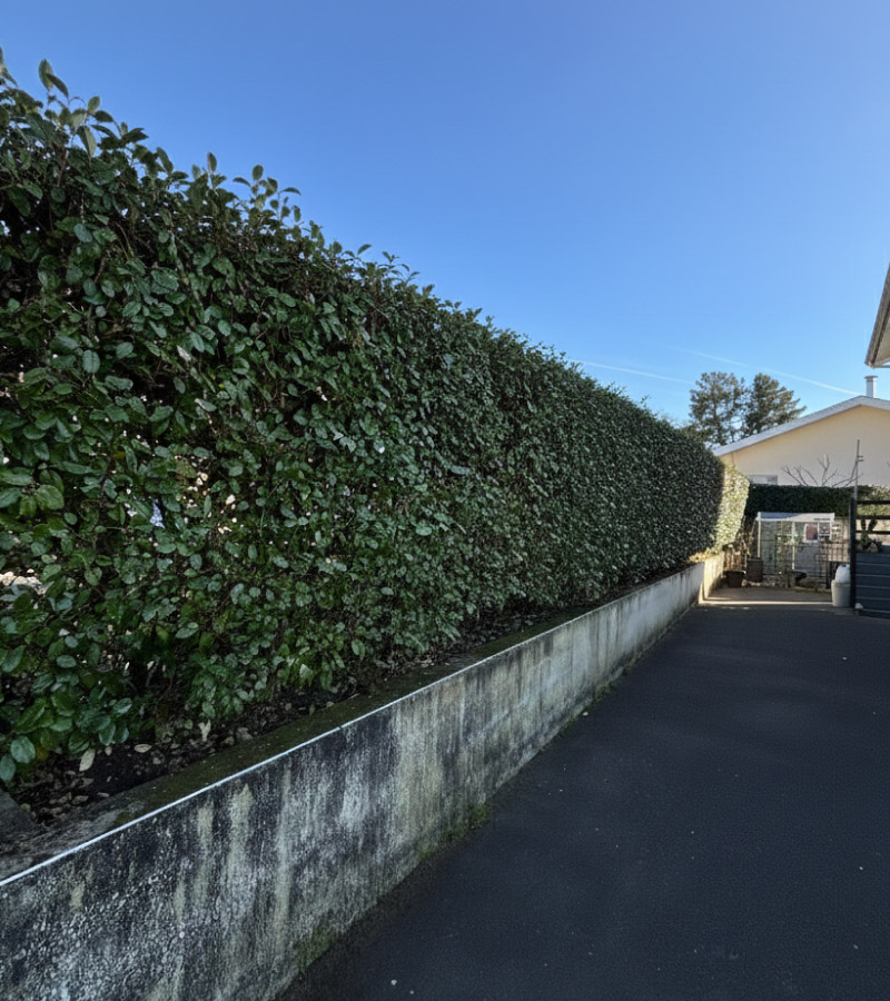Taille de haie Eleagnus à Saint-Vincent-de-Tyrosse
