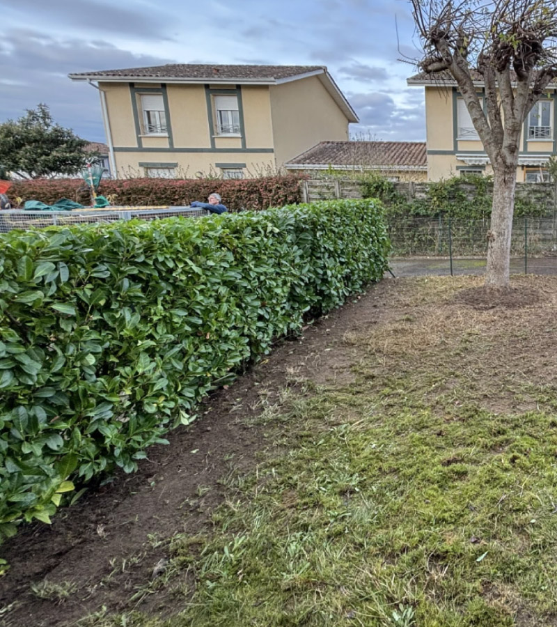 Taille de haie Laurier à Saint-Geours-de-Maremne