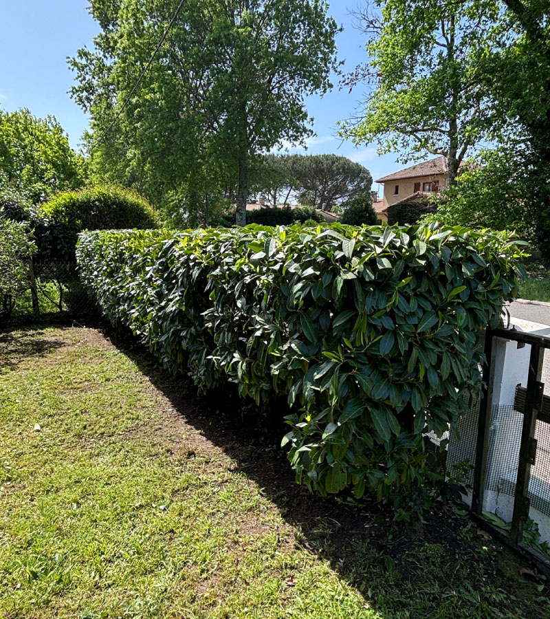 Taille de haie Cyprès Leylandii à Saint-Paul-les-Dax