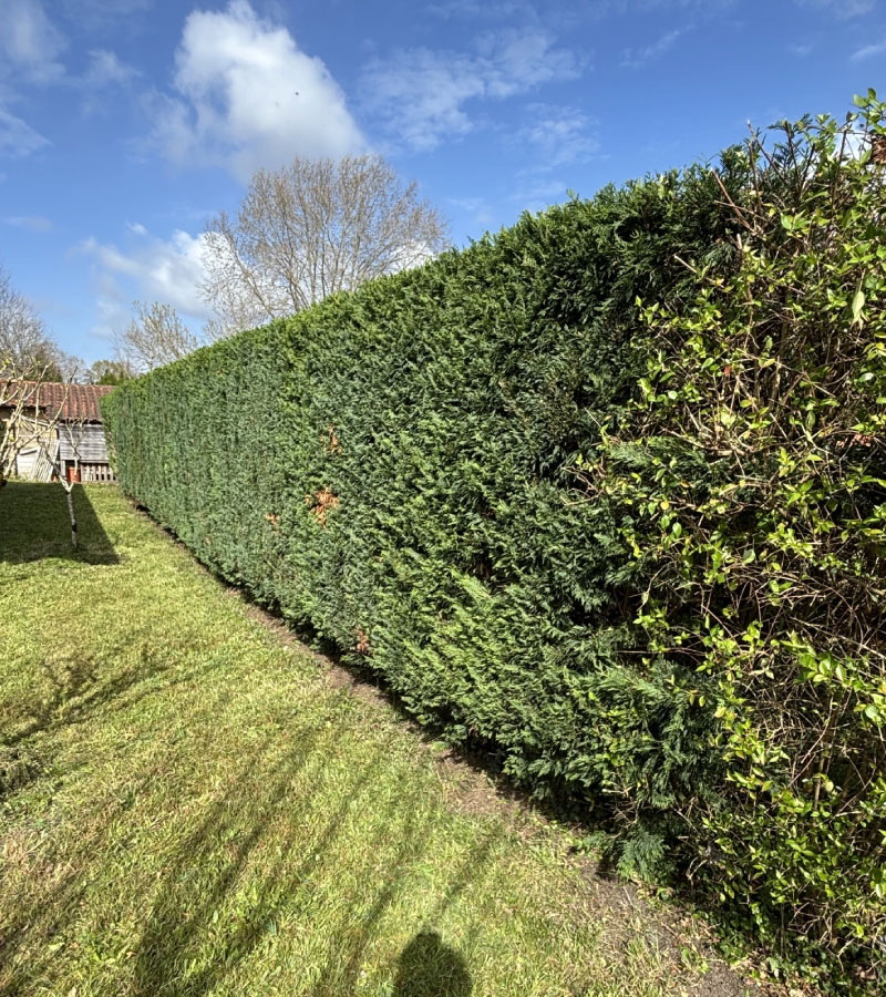 Taille de haie à Seignosse
