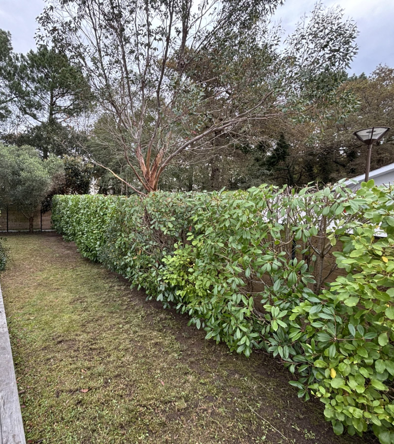 Taille de haie Laurie à Tosse