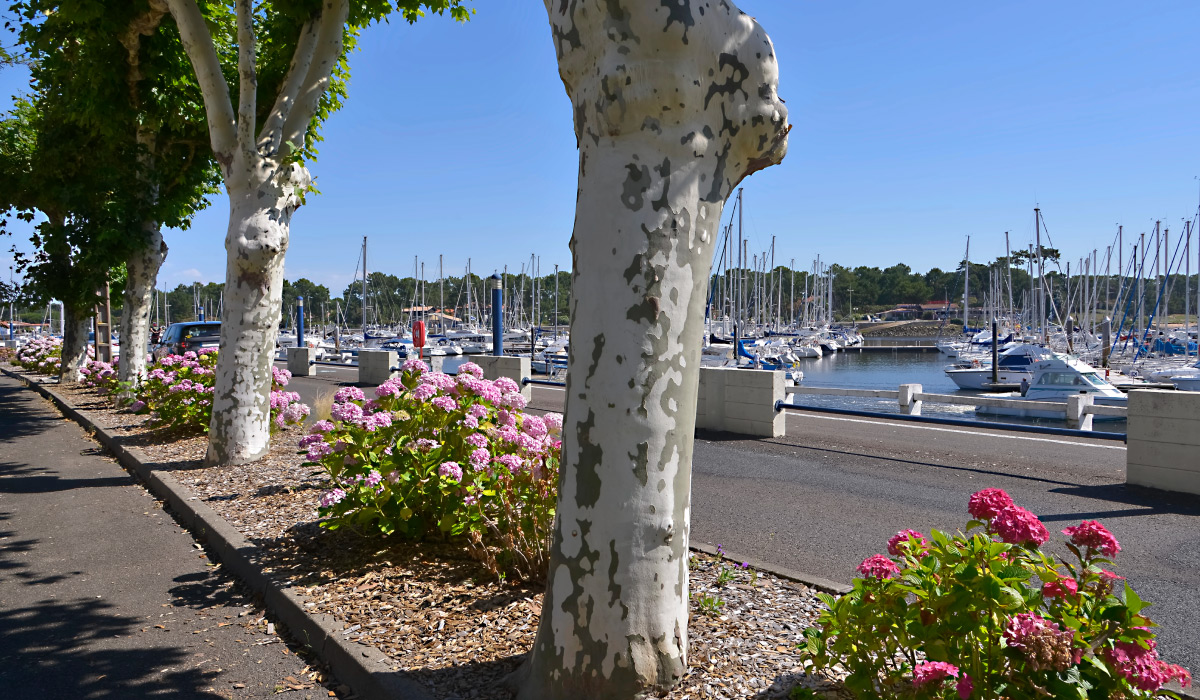 Jardinier paysagiste à Capbreton