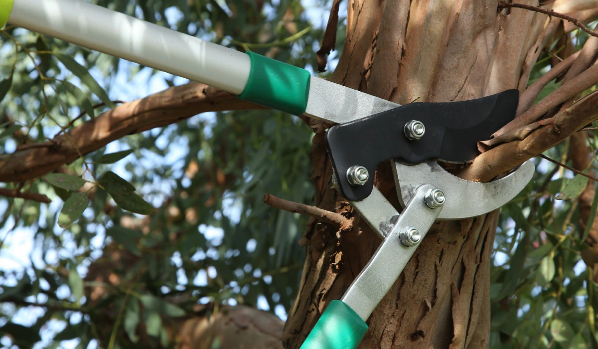 petit élagage dans les Landes