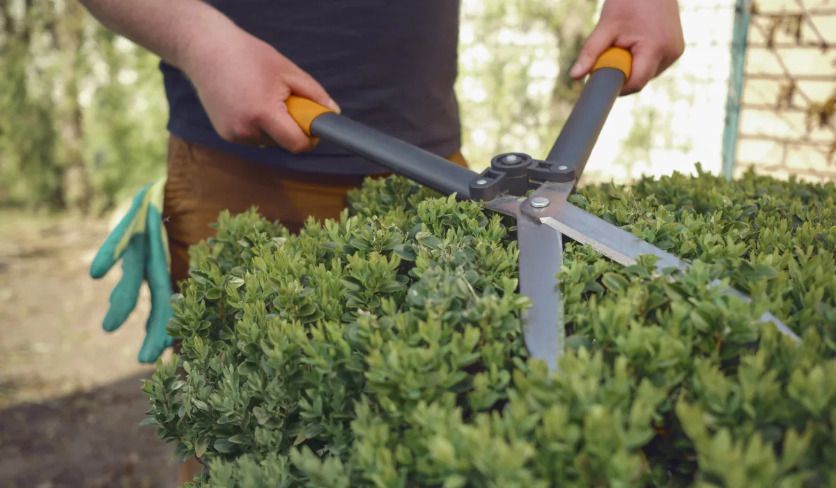 taille d'arbres arbustes dans les landes