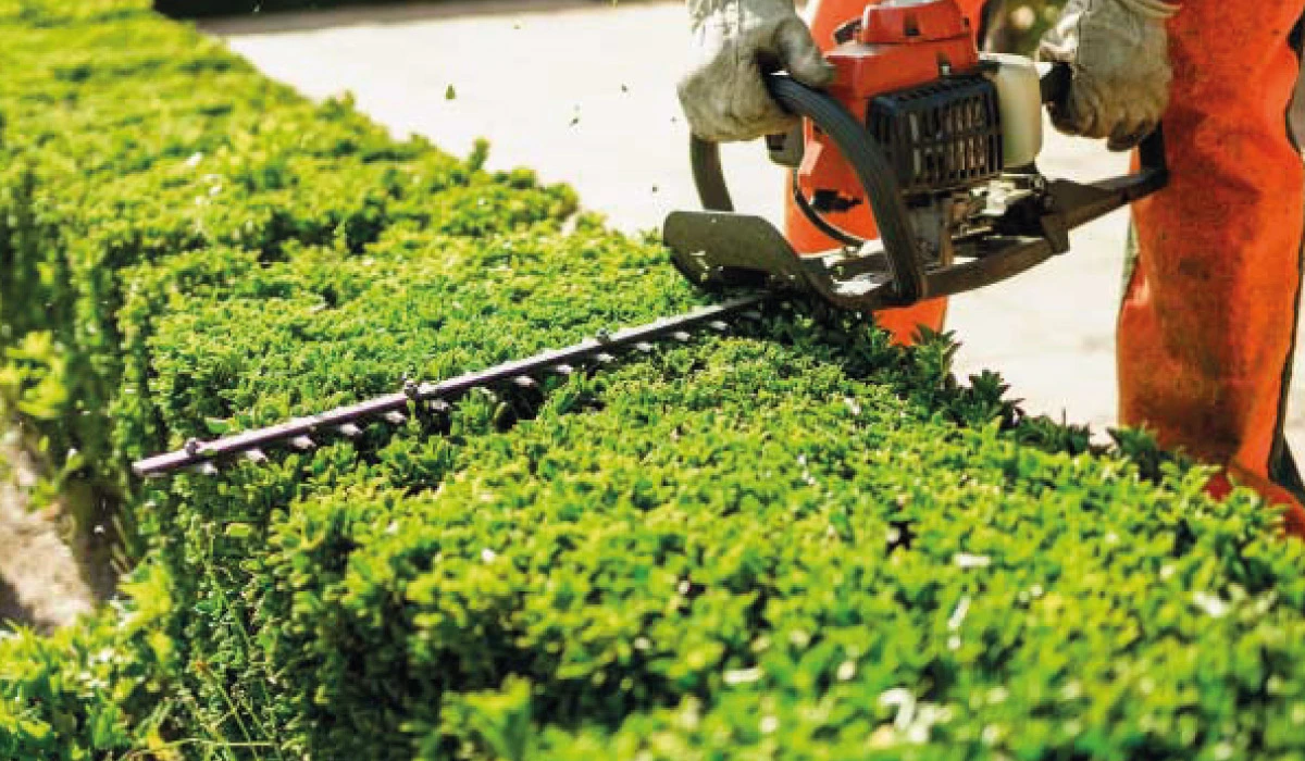 Taille de haies dans les Landes