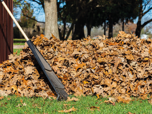 Ramassage des feuilles