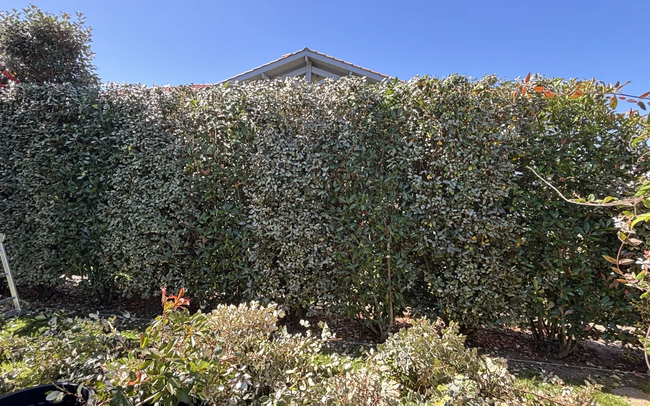 Haie compos&eacute;e de photinias et d'Eleagnus